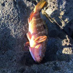 青物狙いのはずが・・・