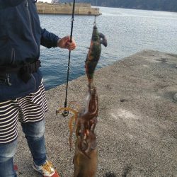 アオリイカ　そろそろ終盤戦か