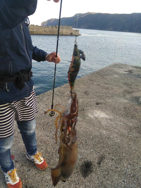 アオリイカ　そろそろ終盤戦か