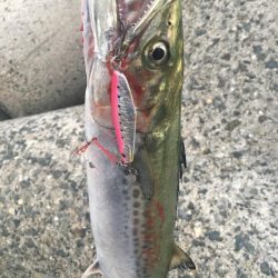 さんダージグでサゴシ