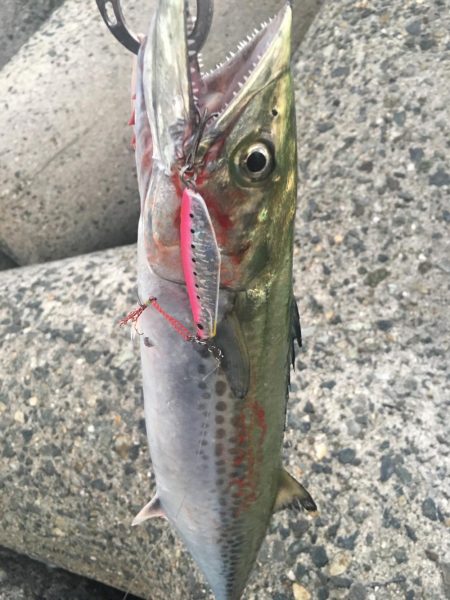 さんダージグでサゴシ