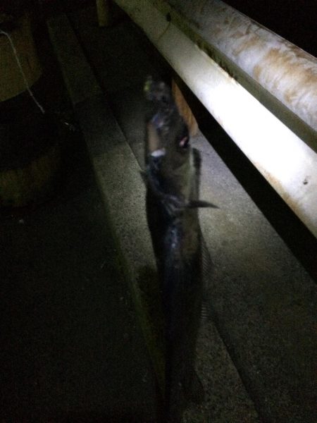 流木に邪魔され無念