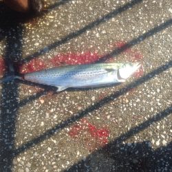 う〜ん？ぼちぼちかな？