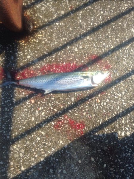 う〜ん？ぼちぼちかな？