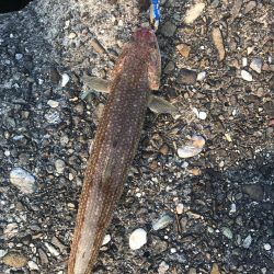 シーバス狙いが(T . T)