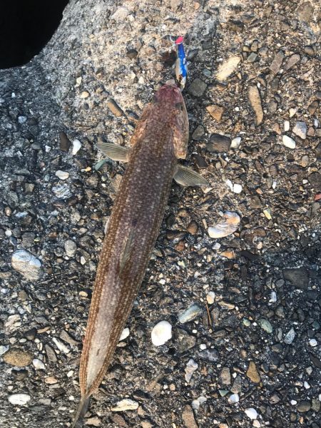 シーバス狙いが(T . T)