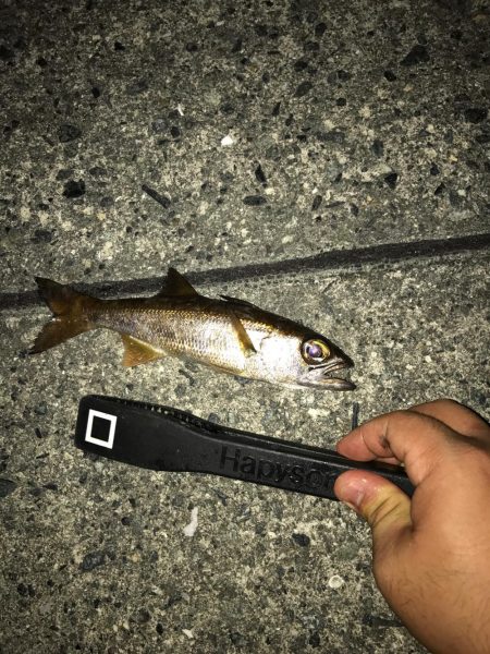 アジング道場 2日目