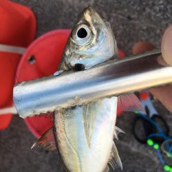 中央突堤でサビキ