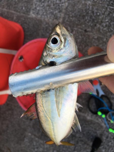 中央突堤でサビキ