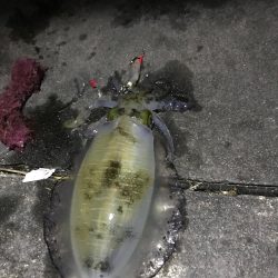 仕事帰りのライトエギング