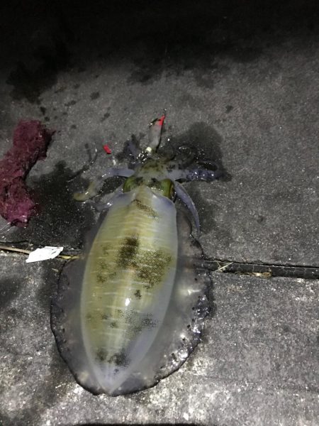 仕事帰りのライトエギング