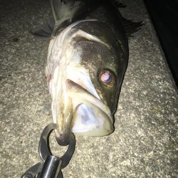 ランカー届かず