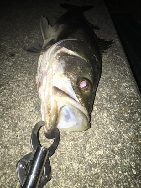ランカー届かず