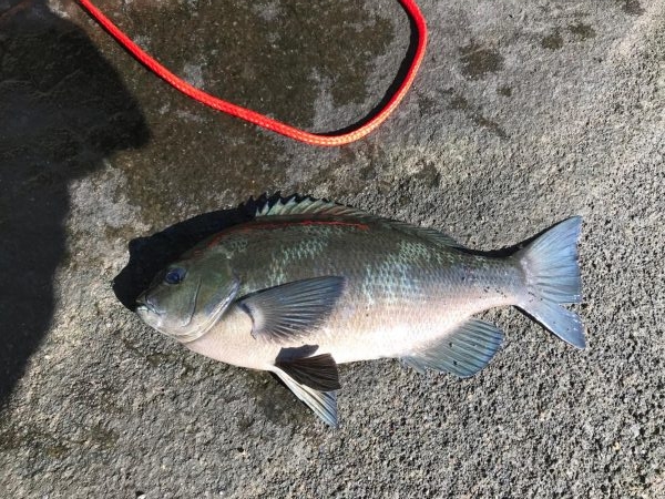 まだまだ台風の傷跡が生々しく残る中