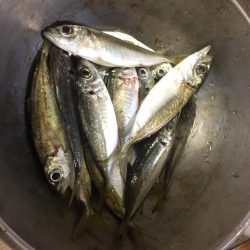 ショアと電気ウキとサビキ