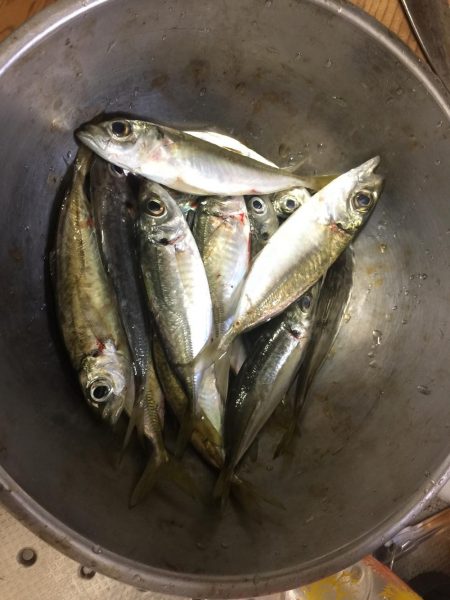 ショアと電気ウキとサビキ