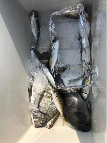 津田沖一文字でアジ、チヌ