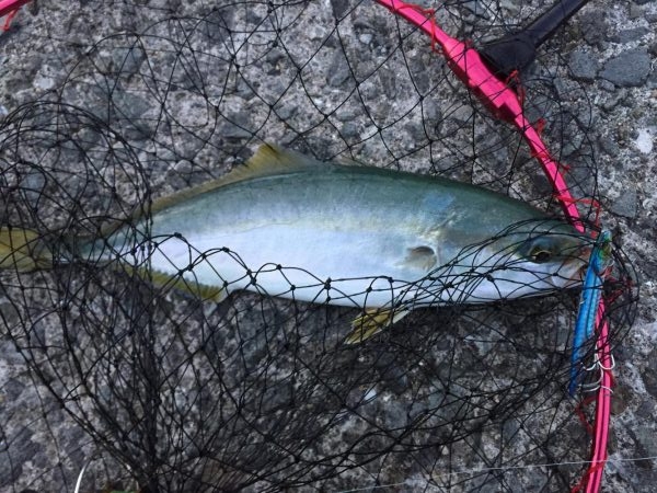 早朝に青物きた！