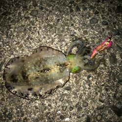 木岐&由岐エギング