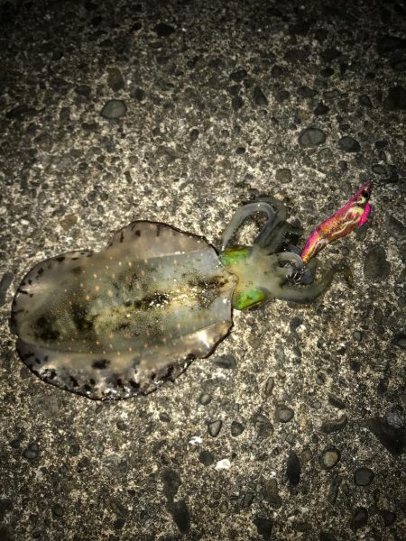 木岐&由岐エギング