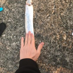 タチウオゲット