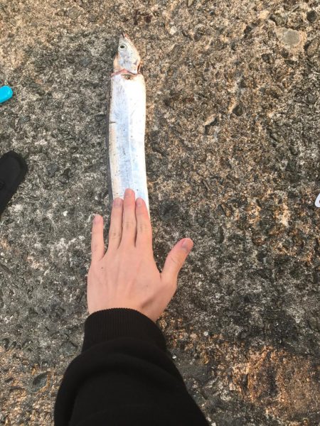 タチウオゲット