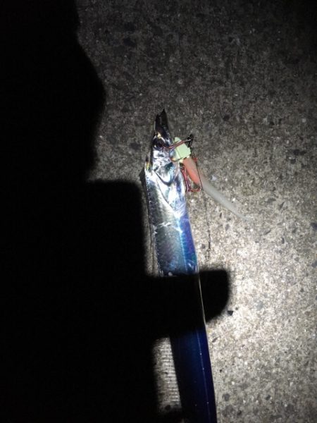 メタルジグで釣れました。