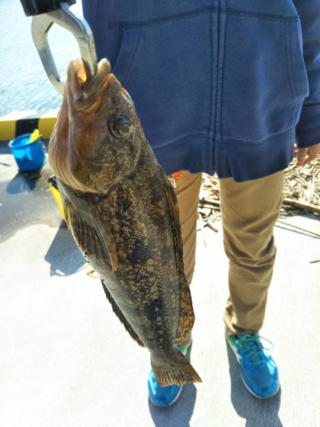 アイナメげっと