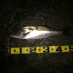 サヨリパターン！