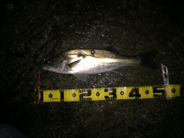 サヨリパターン！