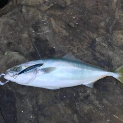 ハマチ46cm！引き味最高ー！