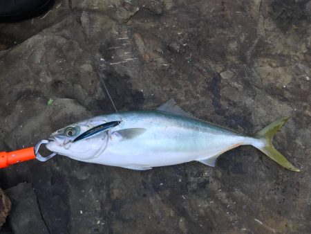 ハマチ46cm！引き味最高ー！