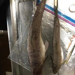 来たかと思いきや