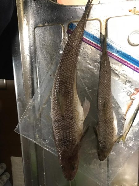 来たかと思いきや