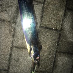 大阪奥湾ワインド ただ巻きパターン