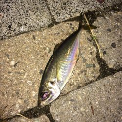 ワインドと小物釣り