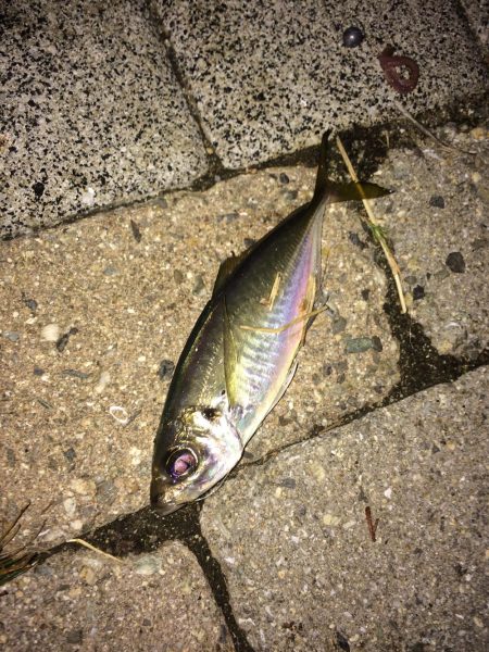 ワインドと小物釣り