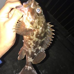 ライトロック釣行