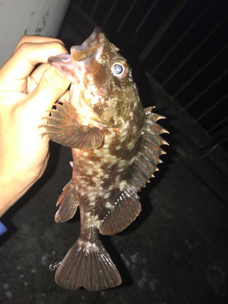 ライトロック釣行