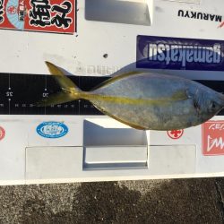 久礼にて磯フカセ釣り