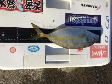 久礼にて磯フカセ釣り