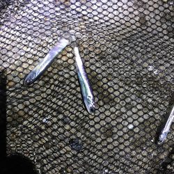 買い物ついでにアジング