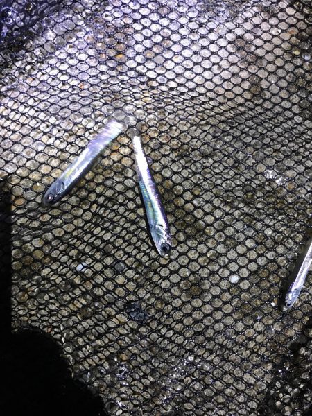 買い物ついでにアジング