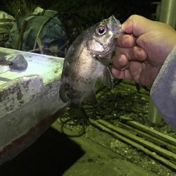 アジング道場 3日目