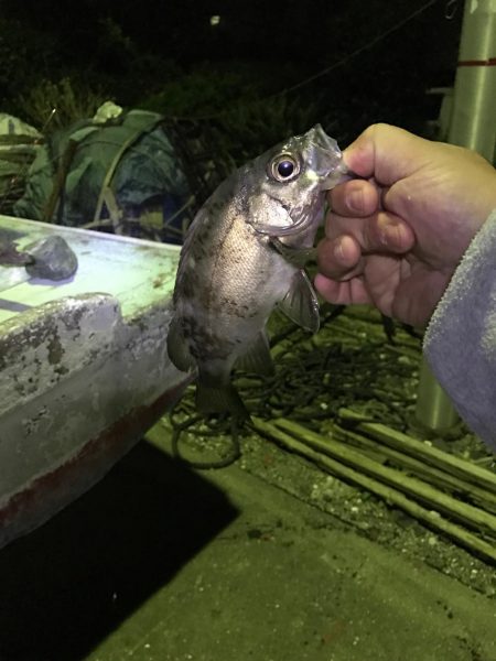 アジング道場 3日目