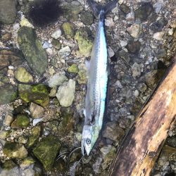 カマスサゴシチダイ