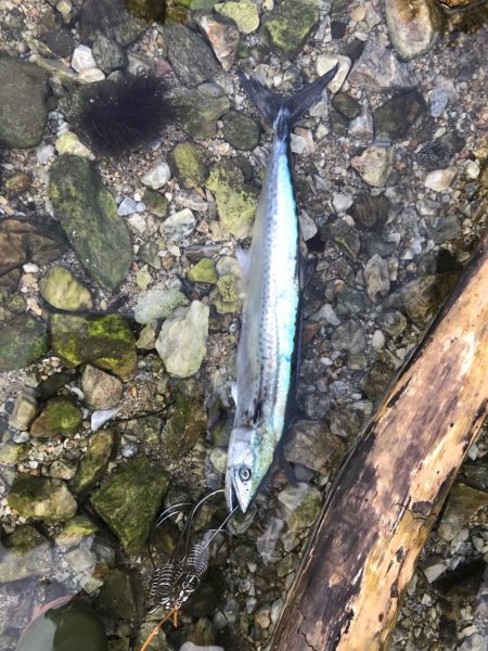 カマスサゴシチダイ