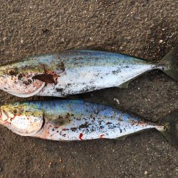 お久しぶりです