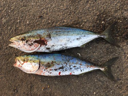 お久しぶりです