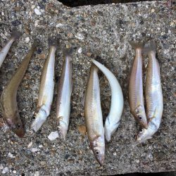 落ちギスおいしいー！！！！